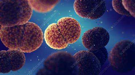 Meningitis Bacteria Illustration Stock Image F0373913 Science Photo Library