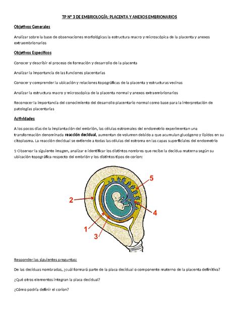 TP Placenta y anexos embriología TP N 3 DE EMBRIOLOGÍA PLACENTA Y