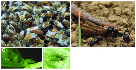 Phenotypic Plasticity in Insects. Insects exhibit remarkable examples ...