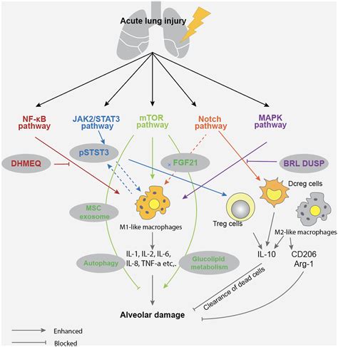 Frontiers Acute Lung Injury Caused By Sepsis How Does It Happen