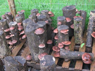 50 Organic Shiitake Mushroom Plugs Grow Mushrooms On Logs Spawn EBay