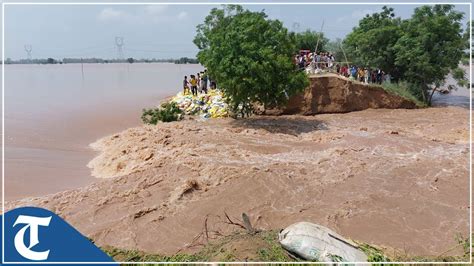 Breach At Mansas Chandpur Bundh On Ghaggar River Affecting Villages At