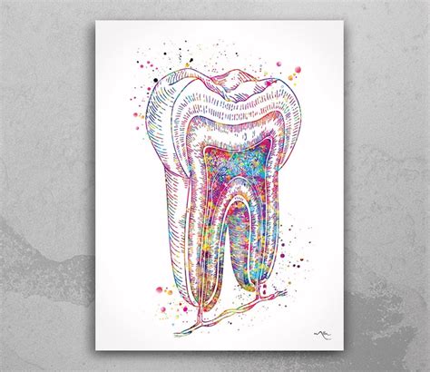 Tooth Cross Section Watercolor Print Molar Tooth Anatomical Etsy Uk