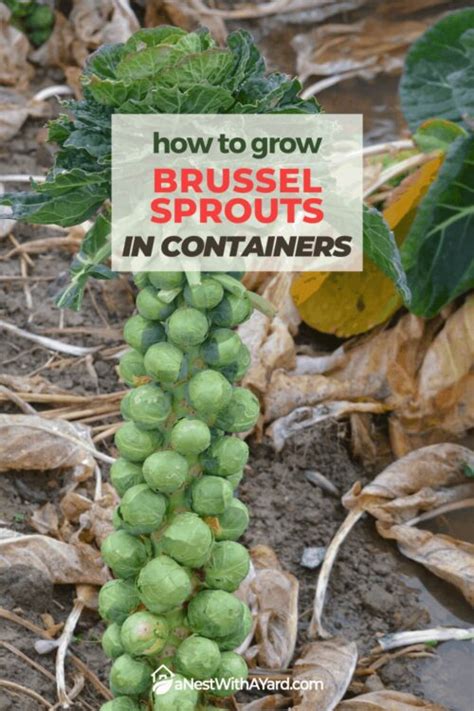 Growing Brussel Sprouts In Containers 2024 - A Nest With A Yard