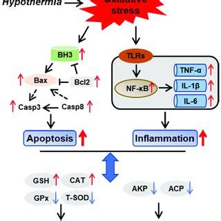 Apoptosis and inflammation were co-related with antioxidant and ...