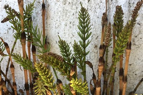 Weed of the Month: Field Horsetail - Brooklyn Botanic Garden