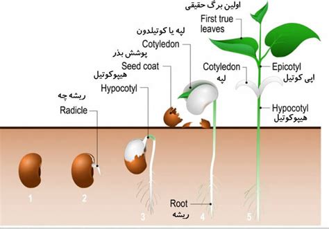 جوانه زنی بذر و عوامل موثر بر آن یکی از موضوعات مهم در بحث تکثیر گیاهان می باشد