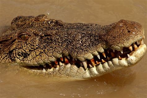 L Australie Renonce Son Projet De Safaris Aux Crocodiles La Presse