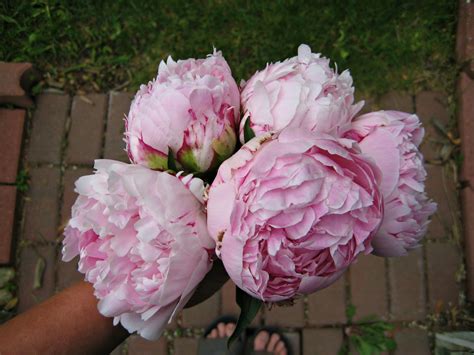 happy  home peony love