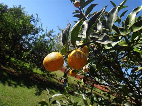 Kumquat Tree with Fruit and Leaves Stock Image - Image of living ...