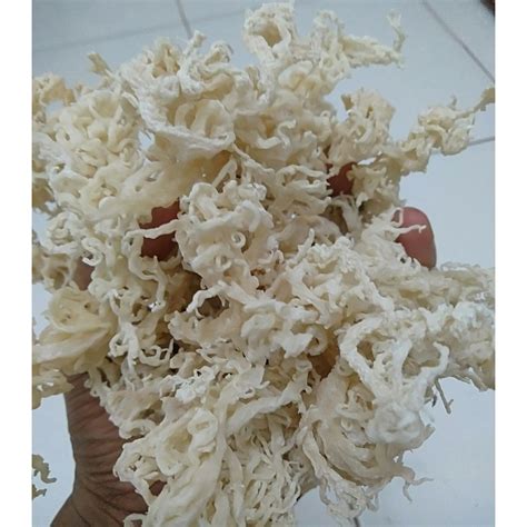 Jual Rumput Laut Kering Kawat E Cottoni Gram Shopee Indonesia