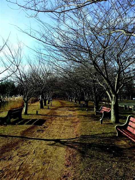 Free Images Tree Nature Outdoor Branch Blossom Bench Morning