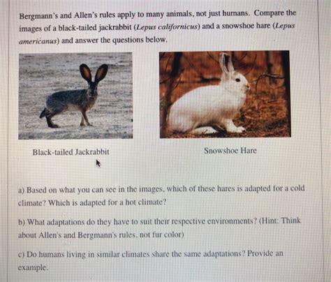 Solved Bergmann's and Allen's rules apply to many animals, | Chegg.com