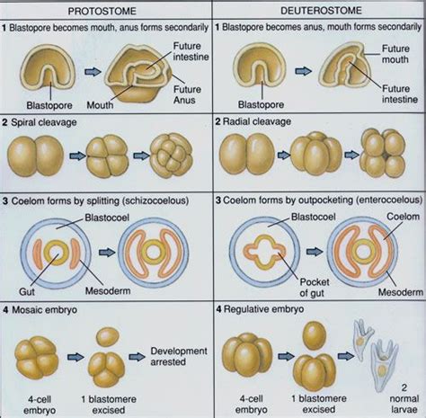 Difference Between Protostome And Deuterostome