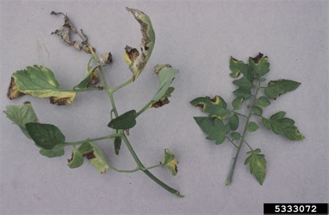 Bacterial Canker And Wilt Of Tomato Clavibacter Michiganensis Ssp