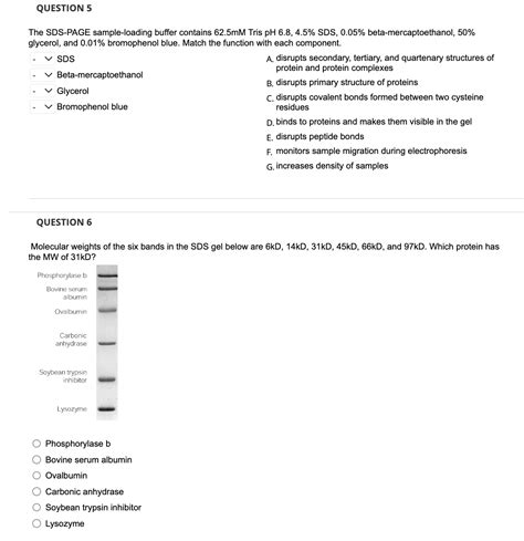 Solved The SDS PAGE Sample Loading Buffer Contains 62 5mM Chegg