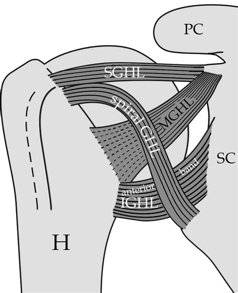 Spiral Glenohumeral Ligament Wikism Sports Medicine Wiki