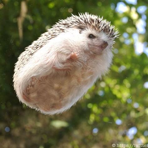 Hedgehog - Alchetron, The Free Social Encyclopedia