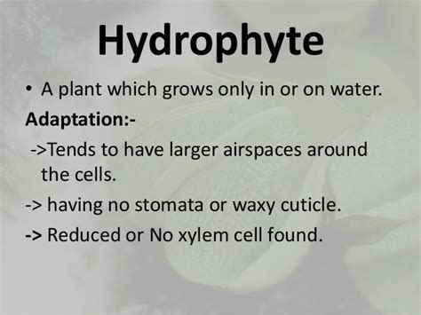 Some Hydrophytes