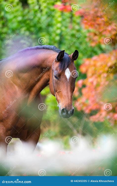 Brown Horse Portrait On Colorful Nature Background Stock Image Image