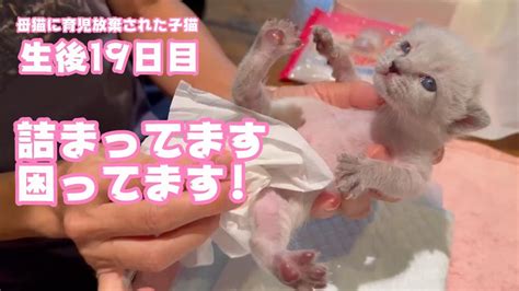 詰まってしまって困ってます 母猫に育児放棄された子猫 生後19日目 2024 04 20 1 Youtube