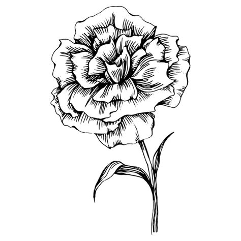 736 Carnation Flower Tattoo Royalty-Free Photos and Stock Images ...