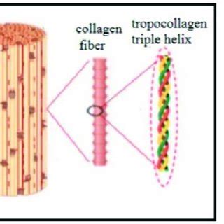 A Hierarchical Structure Of The Bone B Tropocollagen Inspired