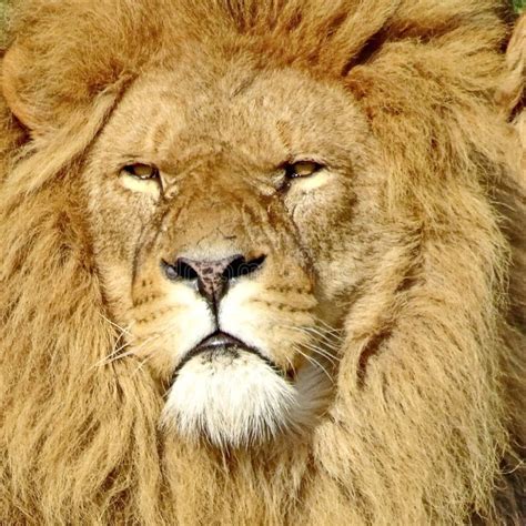 The African Lion Lat Panthera Leo Male Lions Have A Large Mane Of