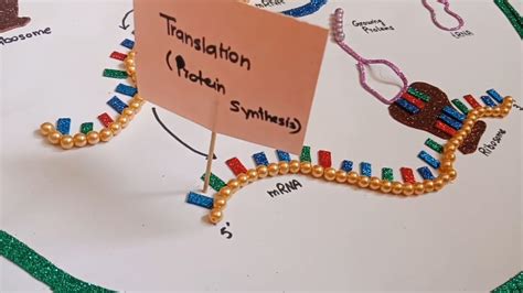 Translataion And Transcription Mrna Synthesis Project Model Youtube