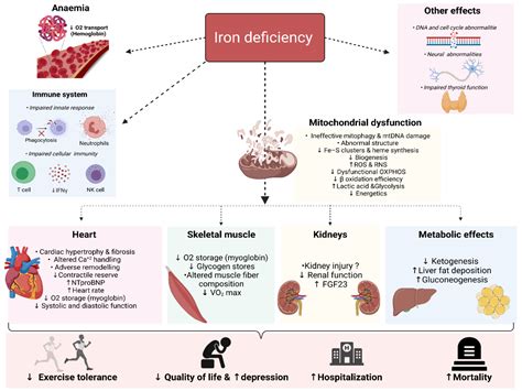 Jcm Free Full Text Iron Deficiency In Heart Failure Mechanisms And