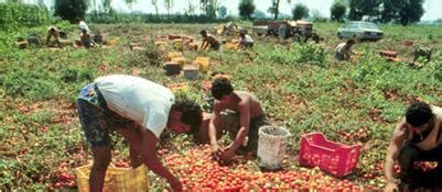 Oltre Mille Falsi Braccianti Agricoli Truffa All Inps Per Tre Milioni