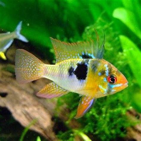 Can African Cichlids Live With Texas Cichlids DIY Seattle