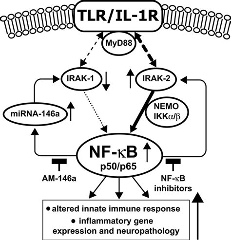 Schematic Illustration Of The TLR IL 1R IRAK NFB Connectivity And