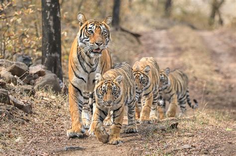 Bengal Tiger N Panthera Tigris Ntigress License Image 71326275