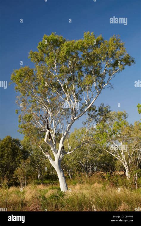 Gum Trees Victoria Highway Northern Territory Australia Stock Photo