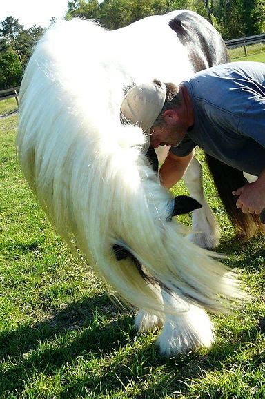 Jenns Blue Eyed Stallion At Gypsy Caravanners