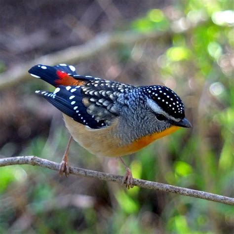 Spotted Pardalote Baw Baw Biodiversity Page