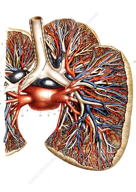 Lung Blood Supply Illustration Stock Image C0270045 Science