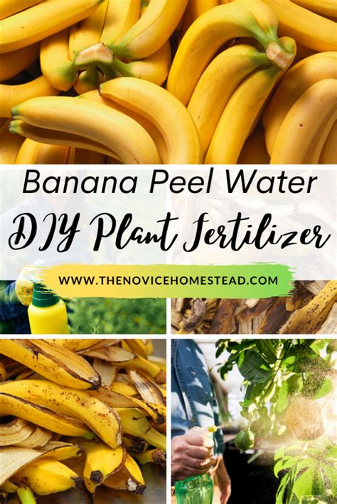 Diy Banana Peel Fertilizer For Plants The Novice Homestead In 2021 Fertilizer For Plants