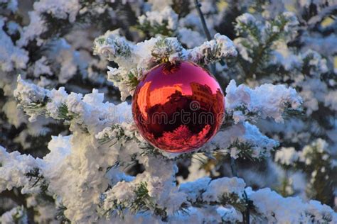 Red Christmas Ornament on Snow-covered Tree Detail Stock Photo - Image ...