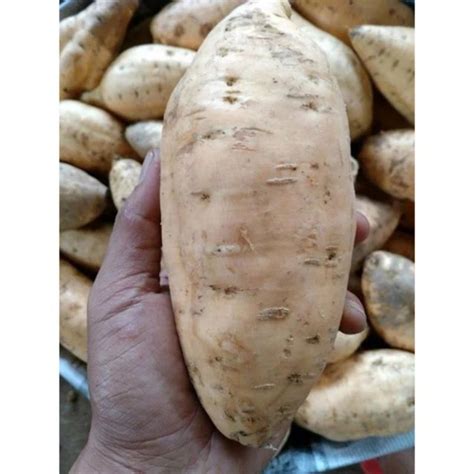 Jual Ubi Putih Ubi Jalar Mentah Ubi Manis Berat 3 Kg Fresh Premium