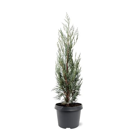Juniperus scopulorum 'Moonglow' — Plant Wholesale FlorAccess