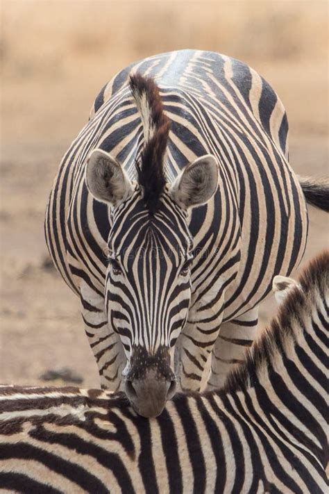 Plain Zebra Close Up Equus Quagga Kruger National Park Stock Photo