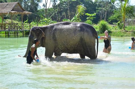 Elephant Sanctuary Phuket Visit With Easy Day Thailand