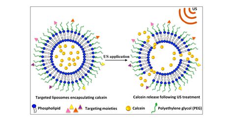 Effect Of Pegylation And Targeting Moieties On The Ultrasound Mediated