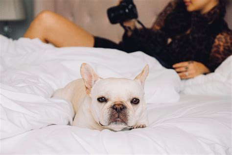 Is It Safe to Fly with a French Bulldog? • Where's The Frenchie?