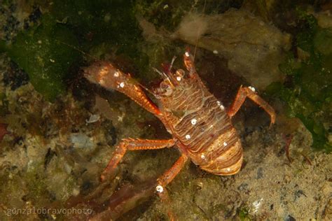 Langostino De Los Canales Gu A De Especies Submarinas De Argentina