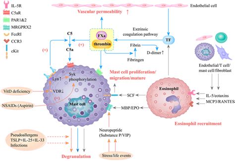 An Illustration Of The Current Understanding Of Non Autoimmune