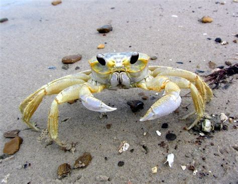 Atlantic Ghost Crab Matbio Crabs Shrimps Jellyfish Sea Stars