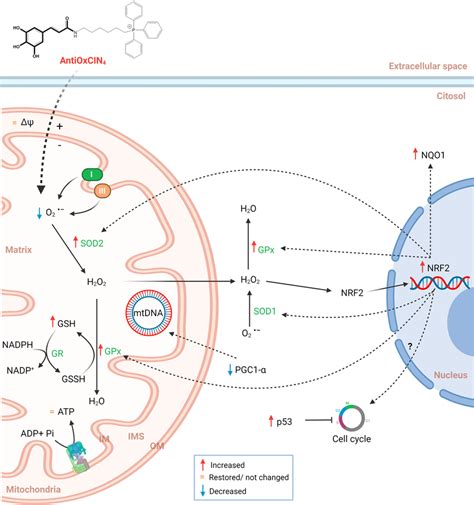 Schematic Representation Of The Mechanisms Underlying AntiOxCIN 4